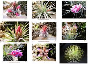 旋風木柄鳳開花|空氣鳳梨 Tillandsia 常見Q&A－安琪